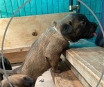 Small Photo #30 Belgian Malinois Puppy For Sale in LABADIE, MO, USA