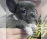 Small Photo #2 French Bulldog Puppy For Sale in FAYETTEVILLE, NC, USA