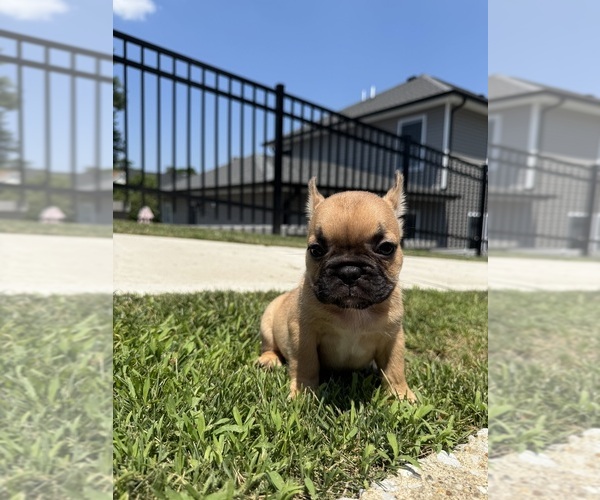 Medium Photo #11 French Bulldog Puppy For Sale in SAYREVILLE, NJ, USA
