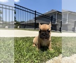 Small Photo #11 French Bulldog Puppy For Sale in SAYREVILLE, NJ, USA
