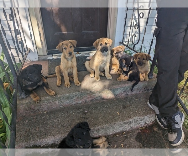 Medium Photo #1 Akita-German Shepherd Dog Mix Puppy For Sale in GRANTS PASS, OR, USA