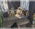 Small Akita-German Shepherd Dog Mix