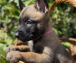 Small #1 Belgian Malinois