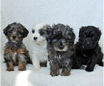 Small Photo #2 Goldendoodle-Poodle (Miniature) Mix Puppy For Sale in LITITZ, PA, USA