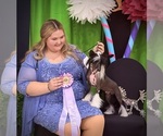 Small Photo #1 Chinese Crested Puppy For Sale in BROOKSVILLE, FL, USA