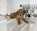 Small #3 Golden Retriever