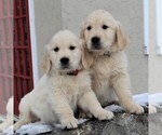 Small Photo #2 Golden Retriever Puppy For Sale in HONEY BROOK, PA, USA