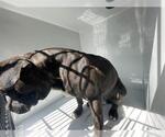 A662622 - Male Mutt Dog for Adoption - Small photo
