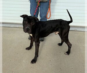 Mutt Dogs for adoption in Louisville, KY, USA