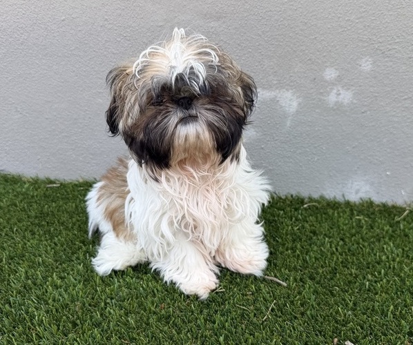 Medium Photo #1 Shih Tzu Puppy For Sale in MERRITT ISLAND, FL, USA