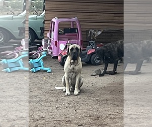 Father of the Mastiff puppies born on 09/07/2025