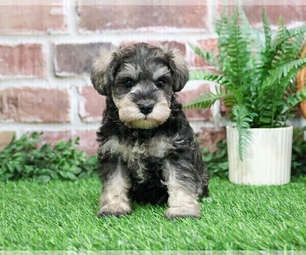 Medium Photo #12 Schnauzer (Miniature) Puppy For Sale in SYRACUSE, IN, USA