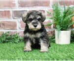 Small #11 Schnauzer (Miniature)
