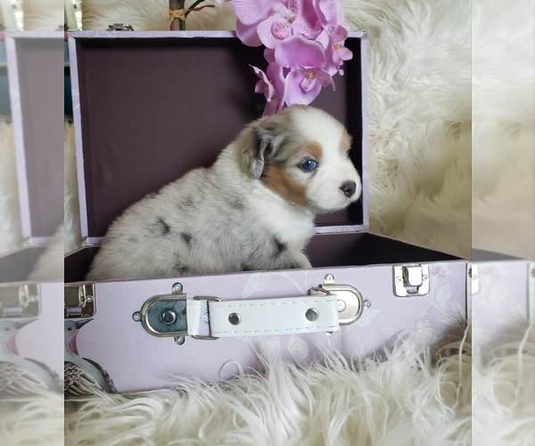 Medium Photo #1 Australian Shepherd Puppy For Sale in PROVIDENCE FORGE, VA, USA