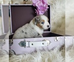 Image preview for Ad Listing. Nickname: Litter of 7