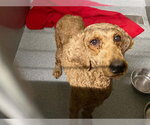 ROSIE - Female Labradoodle Dog for Adoption - Small photo