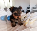 Small Photo #4 Yorkshire Terrier Puppy For Sale in ODESSA, TX, USA