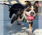 Small Photo #2 American Staffordshire Terrier-Unknown Mix Puppy For Sale in San Antonio, TX, USA