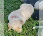 Small #26 Labrador Retriever