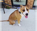 Small American Pit Bull Terrier Mix
