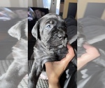 Small Photo #1 Cane Corso Puppy For Sale in HOLTVILLE, CA, USA