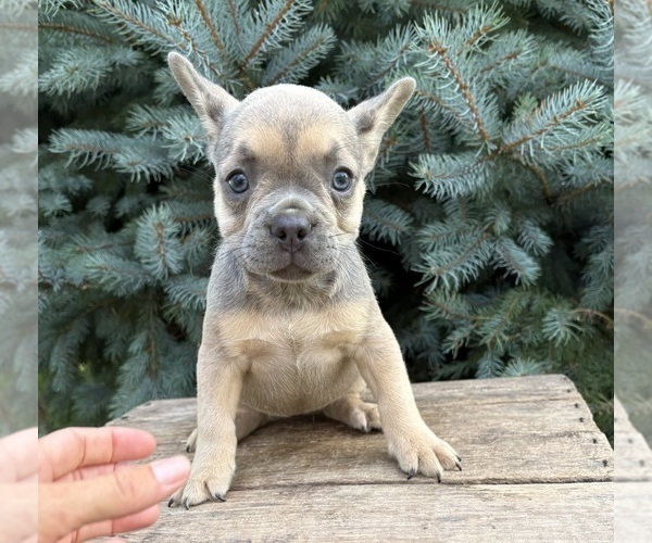Medium Photo #2 French Bulldog Puppy For Sale in MIDDLEBURY, IN, USA