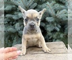 Small #1 French Bulldog