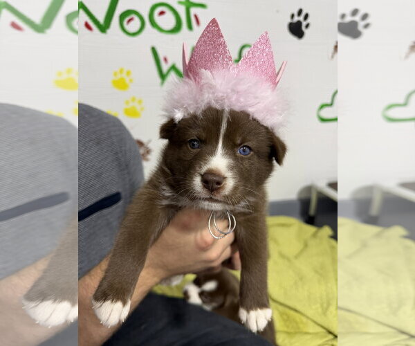 Medium Photo #2 Australian Shepherd-Unknown Mix Puppy For Sale in The Woodlands, TX, USA