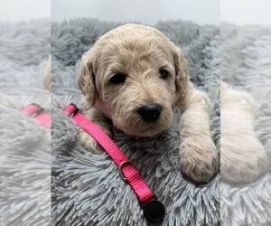 Labradoodle Puppy for sale in PIERSON, FL, USA