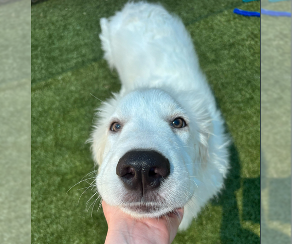Medium Photo #2 Great Pyrenees-Unknown Mix Puppy For Sale in Woodbury, NY, USA