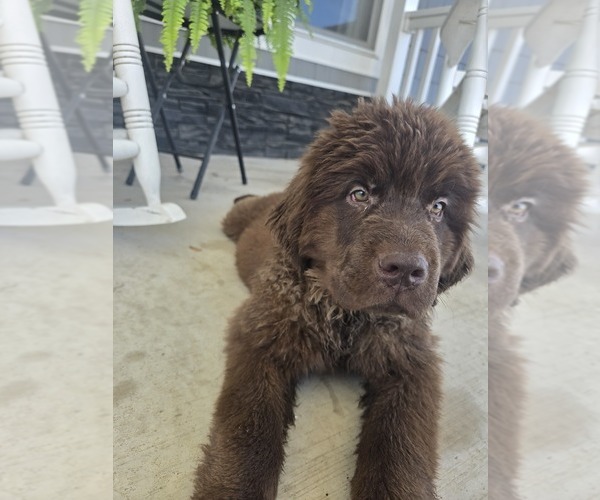 Medium Photo #13 Newfoundland Puppy For Sale in TILTON, IL, USA