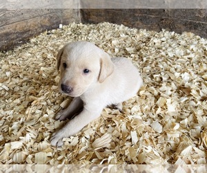 Medium Labrador Retriever