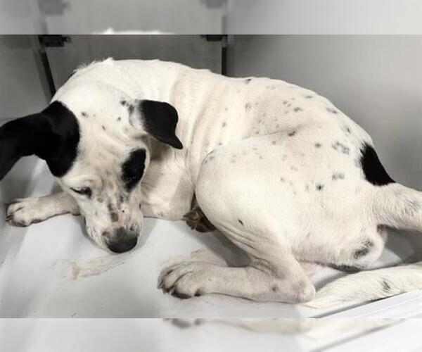 Medium Photo #1 Mutt Puppy For Sale in Houston, TX, USA