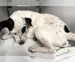 Mutt Dogs for adoption in Houston, TX, USA