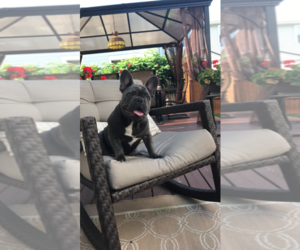 French Bulldog Puppy for sale in ORLAND PARK, IL, USA