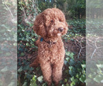 Small Photo #1 Goldendoodle (Miniature) Puppy For Sale in TOPEKA, KS, USA