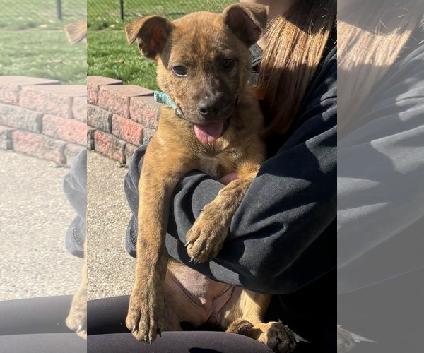 Medium Photo #1 Mutt Puppy For Sale in Coralville, IA, USA