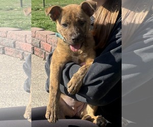 Mutt Dogs for adoption in Coralville, IA, USA