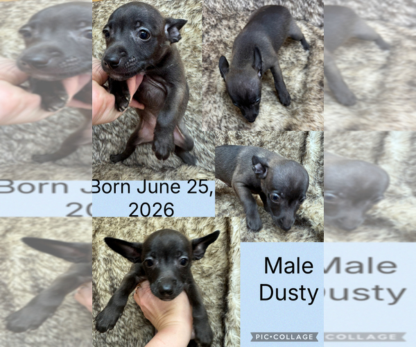 Medium Photo #6 Rat Terrier Puppy For Sale in WHITAKERS, NC, USA