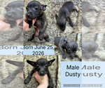 Small #5 Rat Terrier