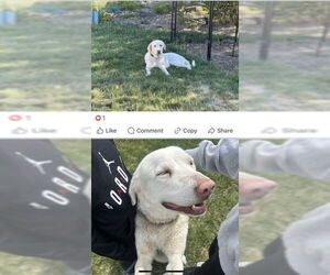 Great Pyrenees-Unknown Mix Dogs for adoption in Ogden, UT, USA