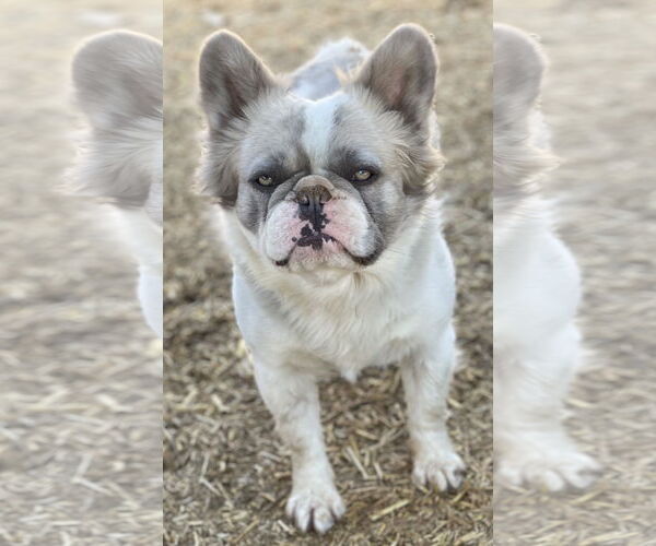 Medium Photo #3 French Bulldog Puppy For Sale in Hesperia, CA, USA