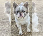 Small #2 French Bulldog