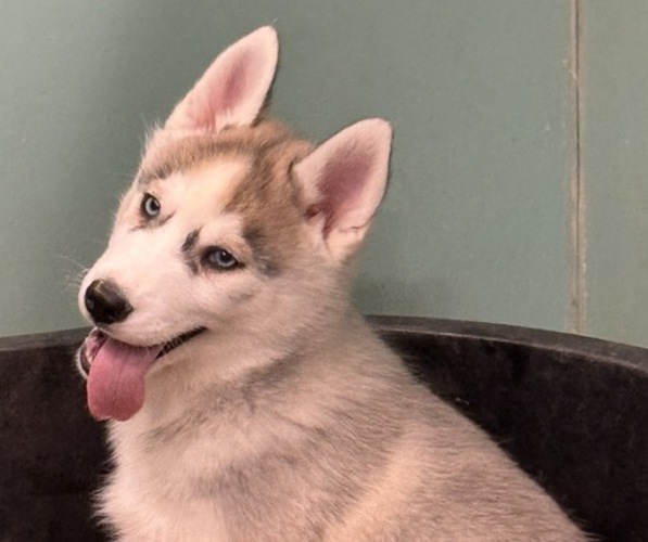 Medium Photo #8 Siberian Husky Puppy For Sale in MOORCROFT, WY, USA