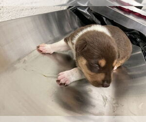German Shepherd Dog-Unknown Mix Dogs for adoption in San Bernardino, CA, USA