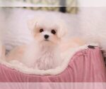 Small Photo #4 Maltese Puppy For Sale in FULLERTON, CA, USA
