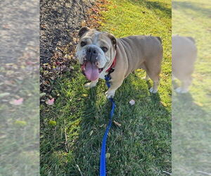Bulldog Dogs for adoption in Fort Wayne, IN, USA