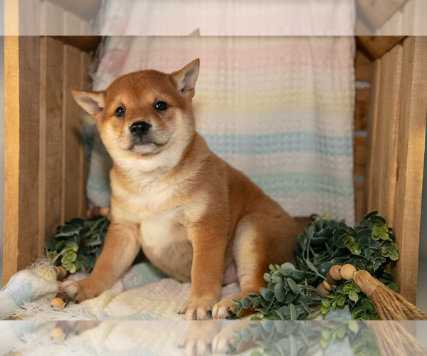 Medium Photo #12 Shiba Inu Puppy For Sale in TOPEKA, IN, USA
