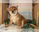Small Photo #12 Shiba Inu Puppy For Sale in TOPEKA, IN, USA
