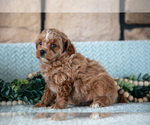 Small Photo #21 Poodle (Miniature)-ShihPoo Mix Puppy For Sale in SUGARCREEK, OH, USA
